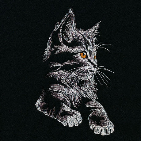 Majestic Gaze Kitten