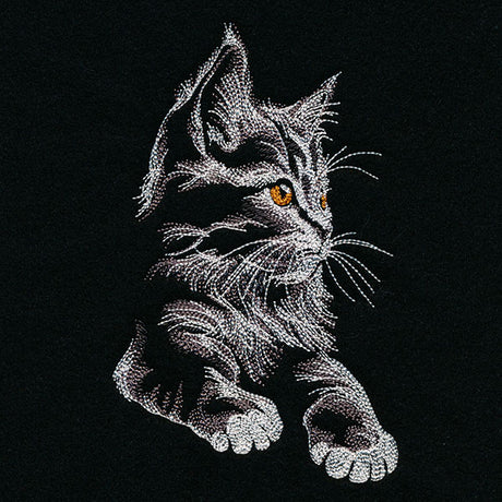 Majestic Gaze Kitten